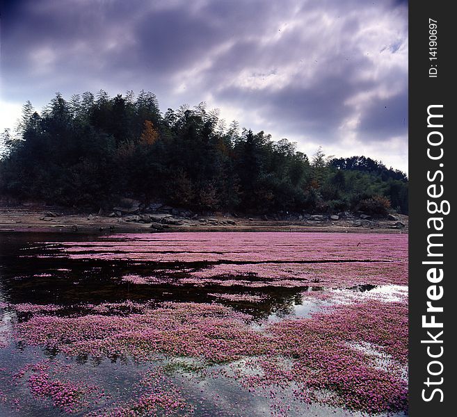 Flower pond