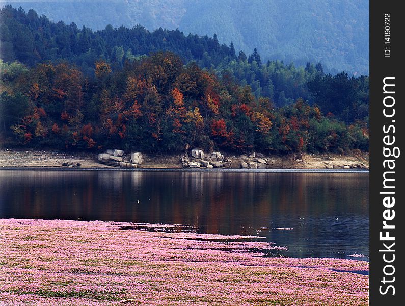 Flowers around the pond，shoot it in tachuan anhui zhejiang China. Flowers around the pond，shoot it in tachuan anhui zhejiang China.