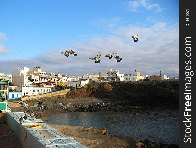 Tame Doves taking their daily afternoonflight around the neighbourhood. The are competing doves and the owner travels world wide with them. Hosted on the iland of Fuerteventura, Spain. Tame Doves taking their daily afternoonflight around the neighbourhood. The are competing doves and the owner travels world wide with them. Hosted on the iland of Fuerteventura, Spain