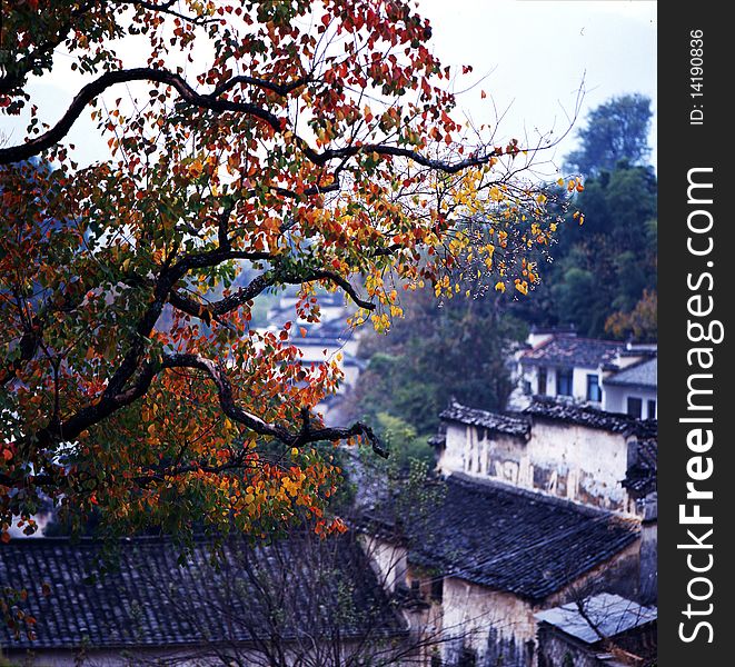 Maple Leaf and old buildingï¼Œshoot it in tachuan anhui zhejiang China.