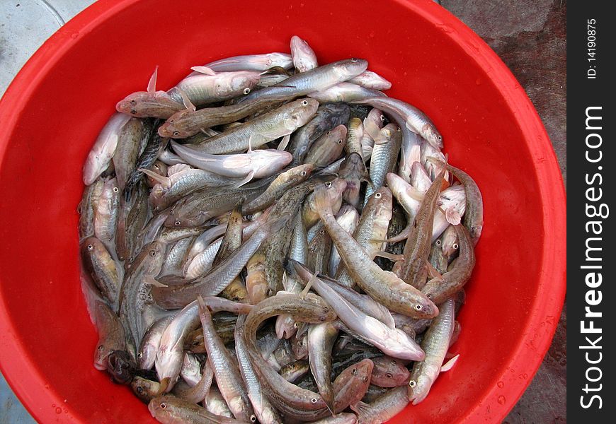 Fishes In Red Basin