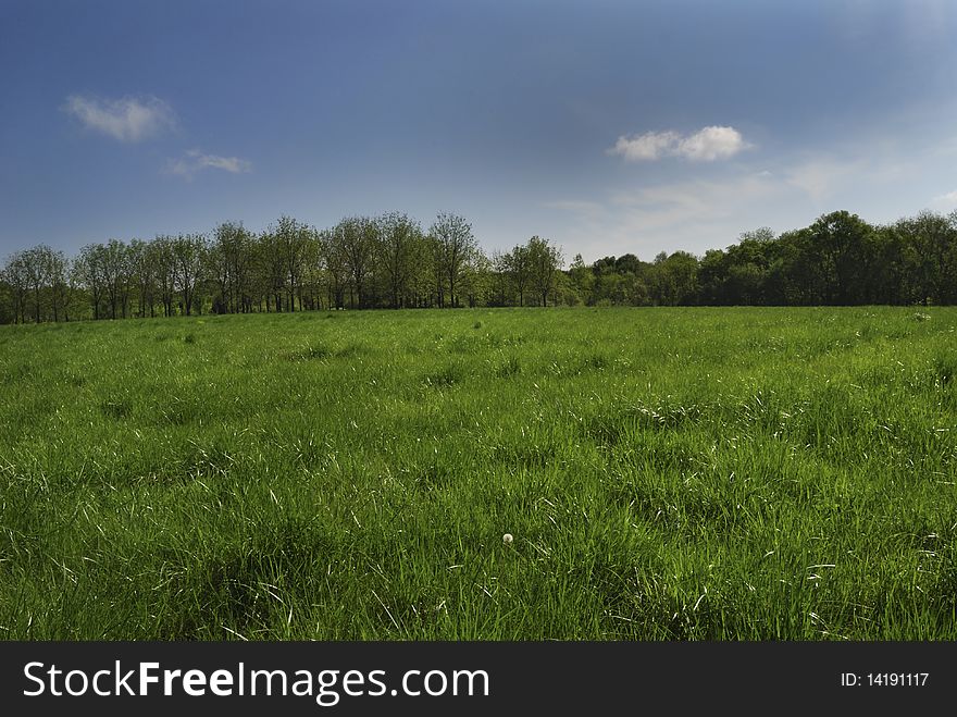 View of forest treeline across a meadow. View of forest treeline across a meadow