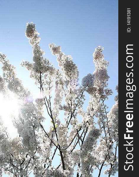 Sunlight illuminates a group of cherry blossoms. Sunlight illuminates a group of cherry blossoms.