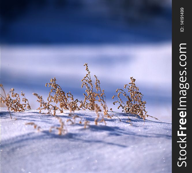 Grass In The Snow Field