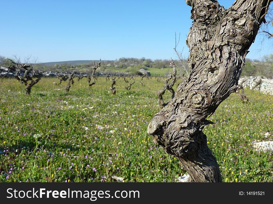 See a grapevine field in spring with grasland.