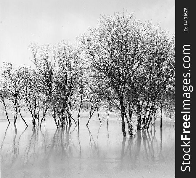 Bush in the frozen river,shoot in hebei bashang .