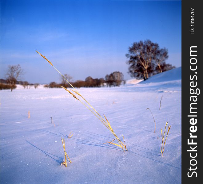 Ice grass in the frozen river