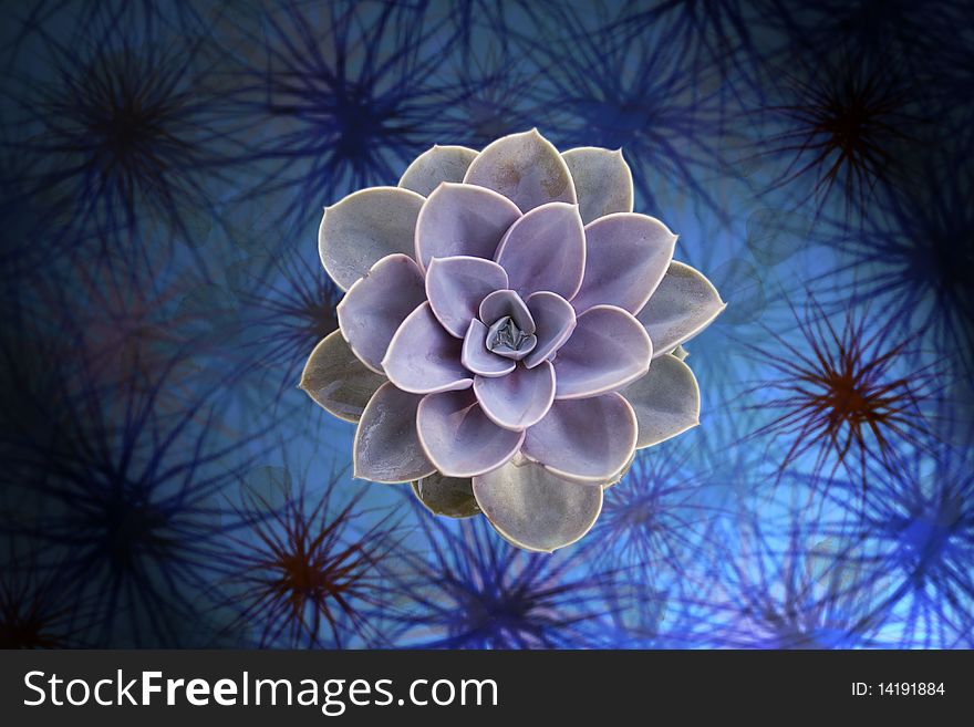 Succulent on a textured blue background