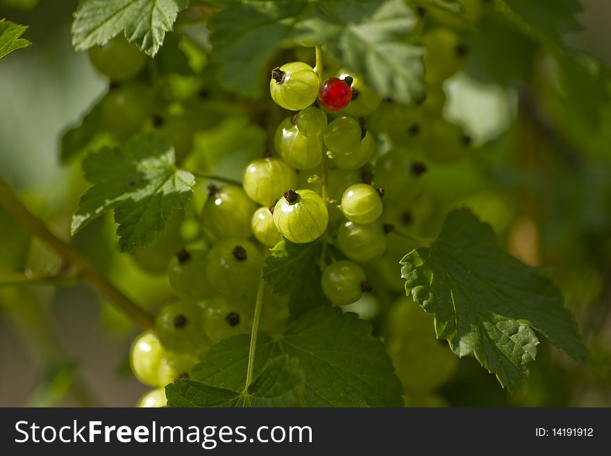 One red currant with much green currants. One red currant with much green currants