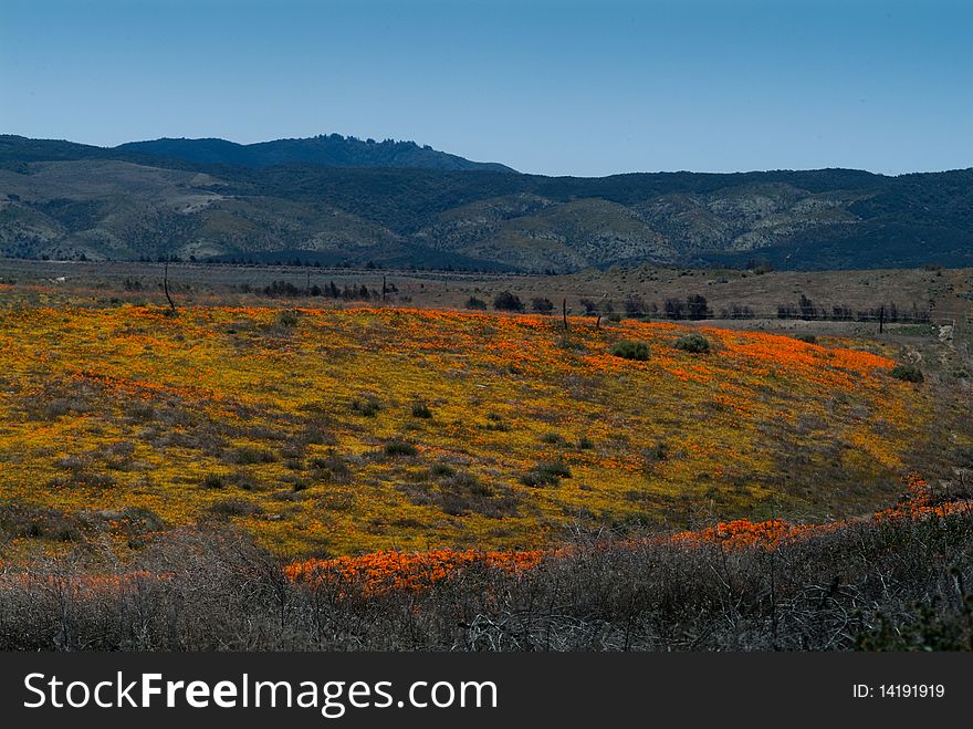 California Wildflower Display