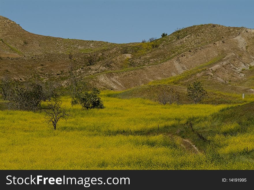 Wild mustard covers a springtime meadow in Plecerita Canyon, CA. Wild mustard covers a springtime meadow in Plecerita Canyon, CA