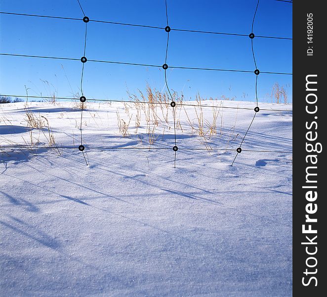 Grass In The Snow Field