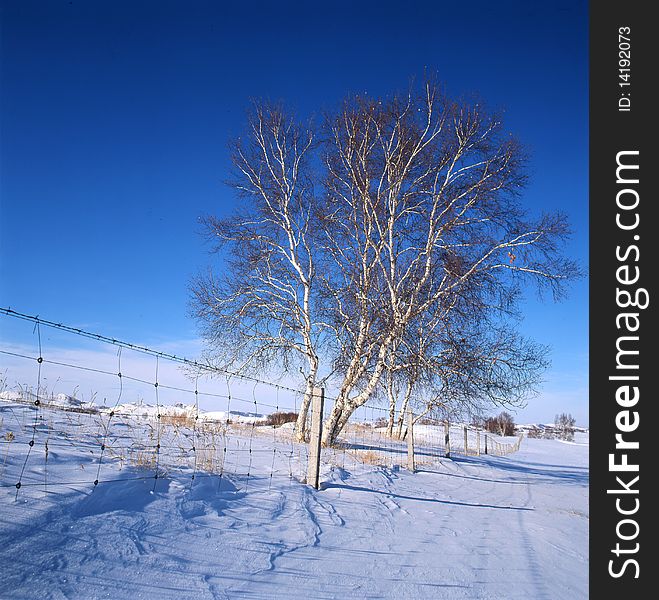 White birch in the snow field,shoot in hebei bashang .