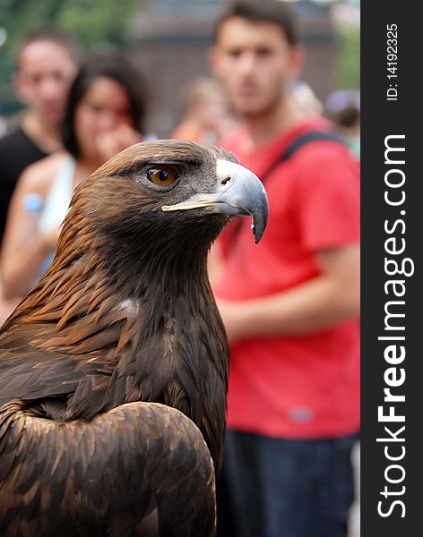 Beautiful adult brown eagle side view portrait. Beautiful adult brown eagle side view portrait