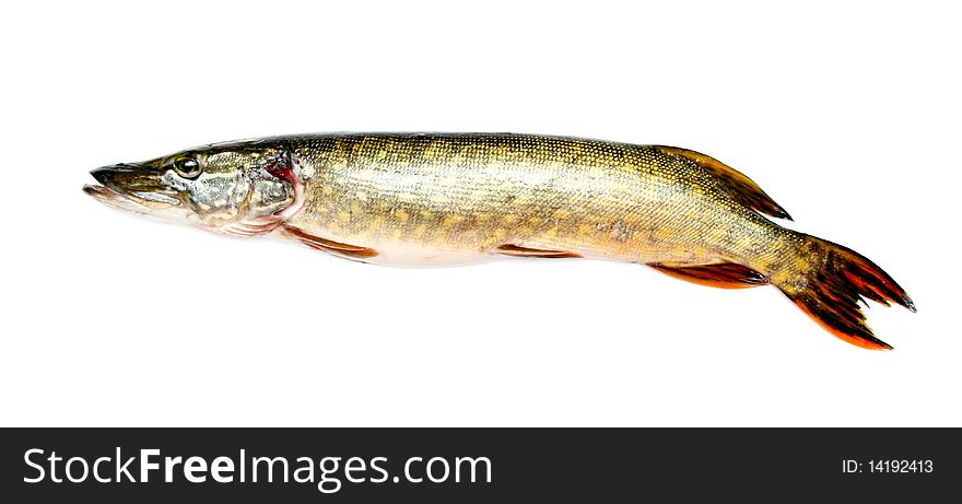 Pike isolated on the white