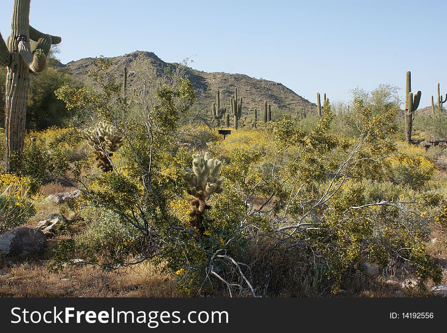 Desert landscape with weeds, bushes cactus and more in the desert of Arizona