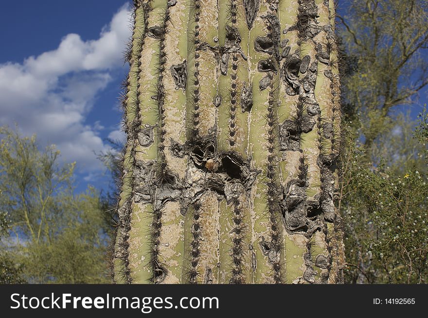 Holes in an old cactus in the desert of Arizona. Holes in an old cactus in the desert of Arizona