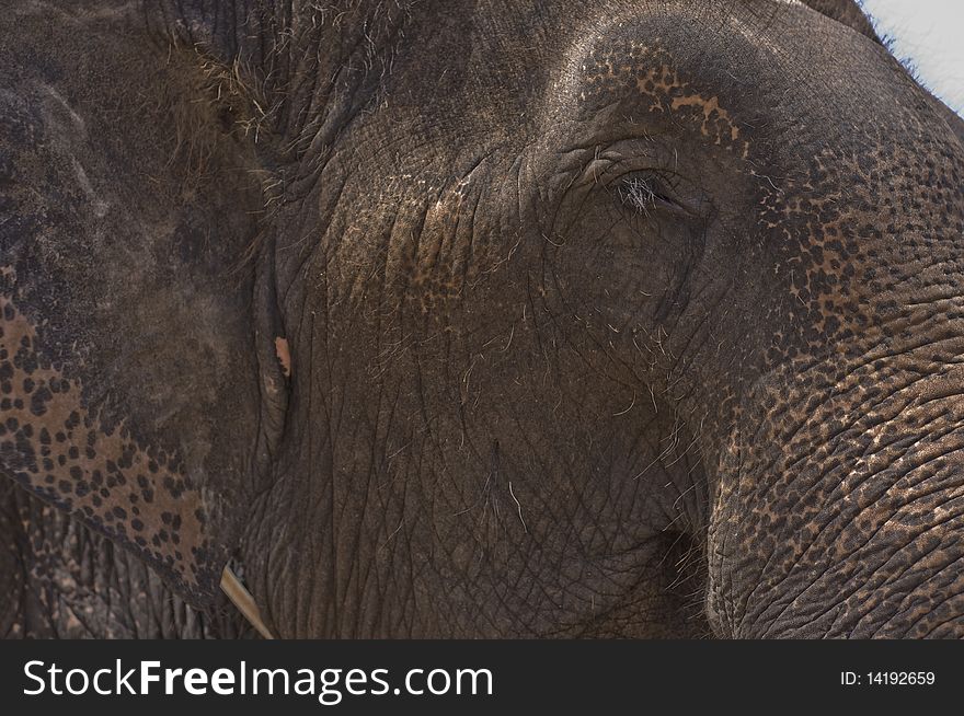 Thai elephant,asia elephant