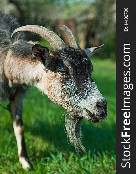 Goat grazing grass on a meadow