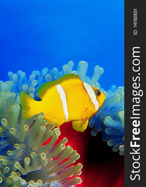 Clownfish hovers over a colorful anemoni in the Red Sea. Clownfish hovers over a colorful anemoni in the Red Sea.