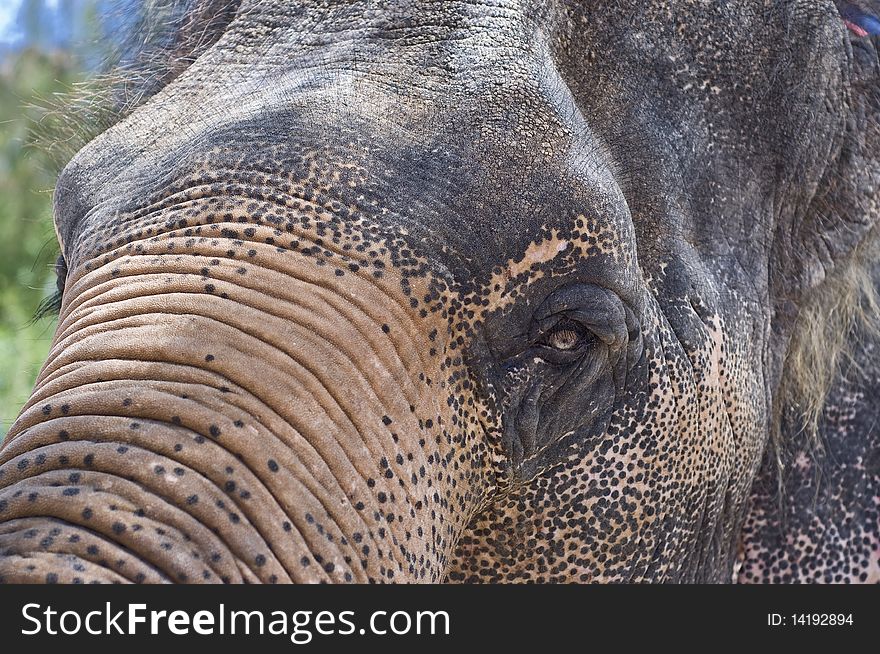 Thai elephant,asia elephant