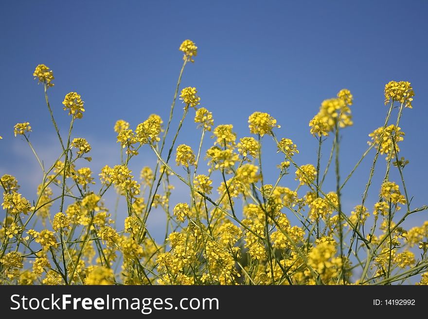 Little yellow flowers on blue backround in meadow. Little yellow flowers on blue backround in meadow.