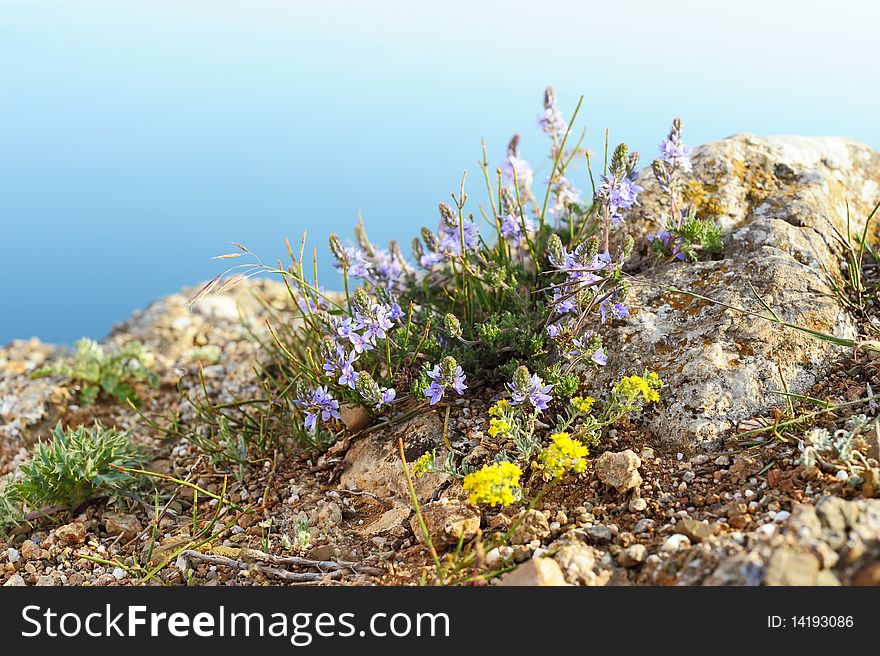 Sea landscape with natural wild flowers on forefront and sea background