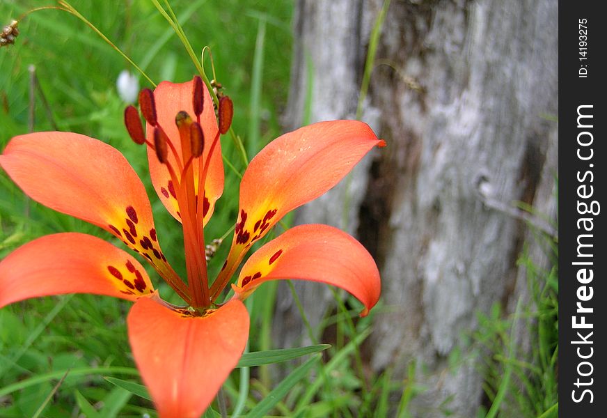 Beautiful Wild Lily on the Bruce