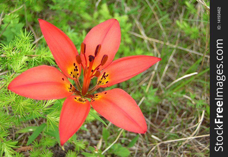 Lily in the Bruce Peninsula