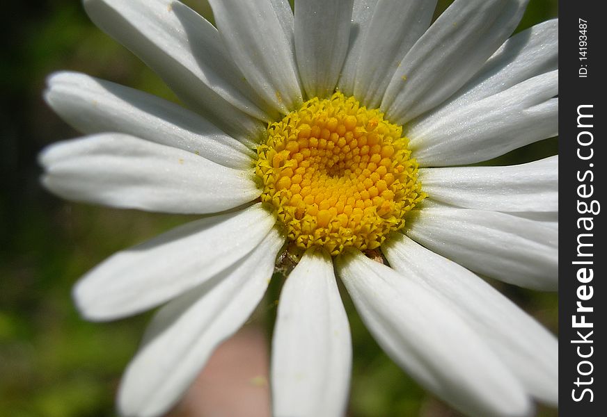 White daisy on the Bruce