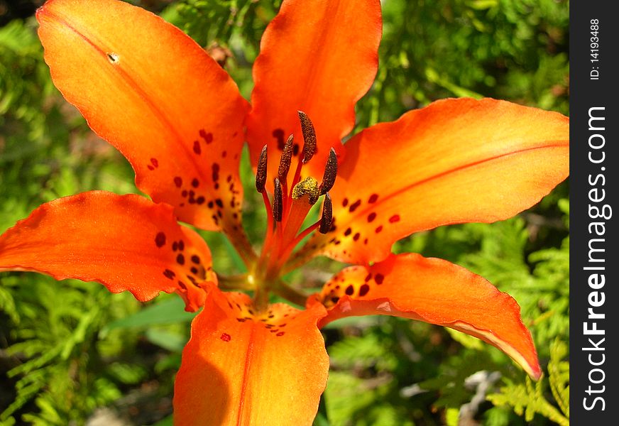 Orange Lily on the Bruce