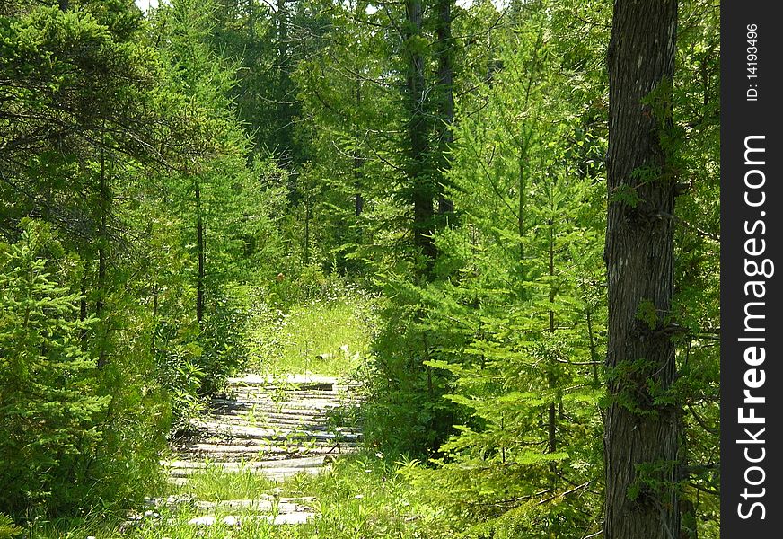 Trail through the woods in the Bruce. Trail through the woods in the Bruce