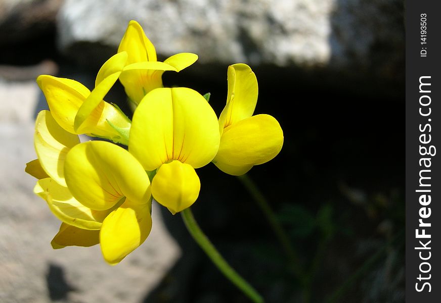 Beautiful yellow wild flower on the Bruce. Beautiful yellow wild flower on the Bruce