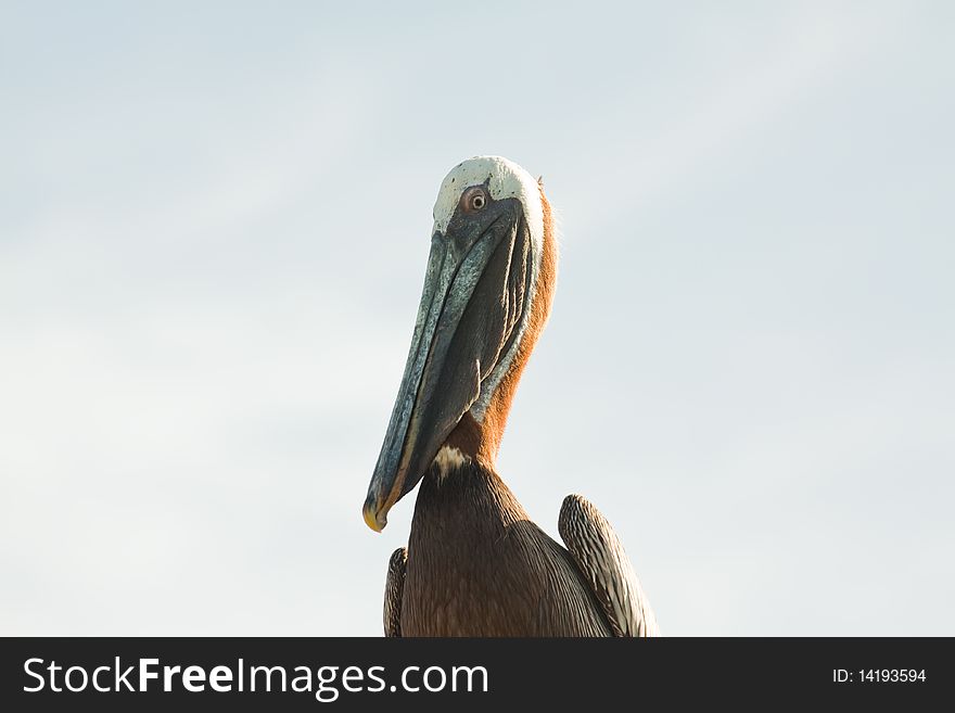 Detailed profile portrait of a brown pelican looking at the camera. Photo taken in St Thomas US Virgin islands. Detailed profile portrait of a brown pelican looking at the camera. Photo taken in St Thomas US Virgin islands.