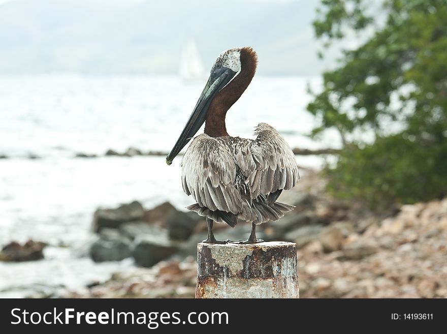 Life as a brown pelican standing by the shore and looking at the ocean. Life as a brown pelican standing by the shore and looking at the ocean.