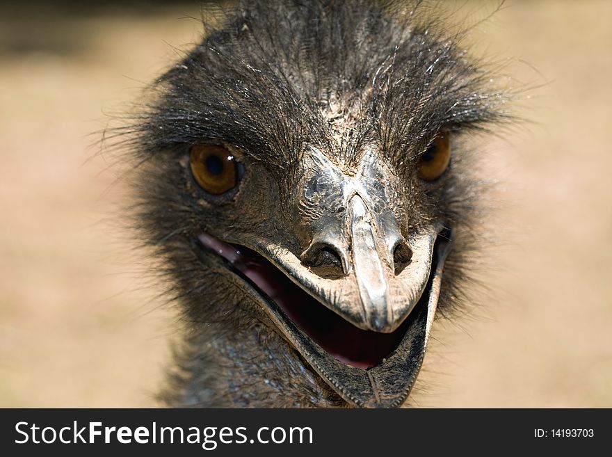 Very closeup of ostrich face. Very closeup of ostrich face