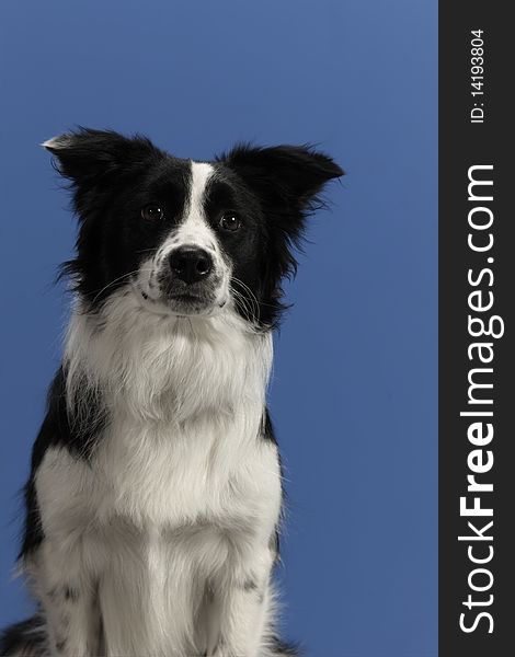 Black and white pet dog poses for portrait on a blue background. Black and white pet dog poses for portrait on a blue background