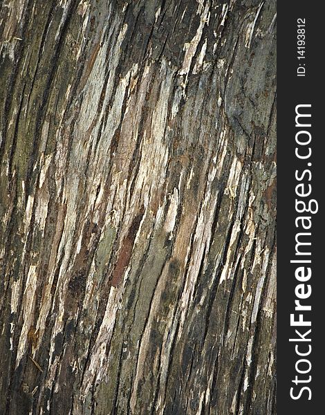 Abstract Tree Bark Background