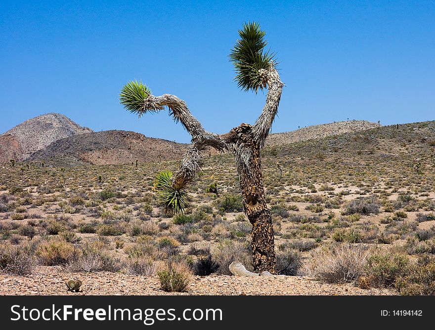 Joshua Tree in Death Valley California