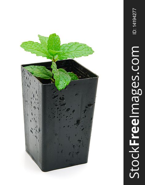 Mint Seedling In Pot Isolated