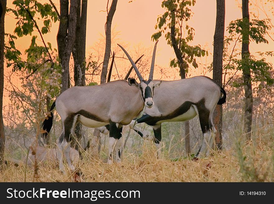 Oryx in chiang mai night safari