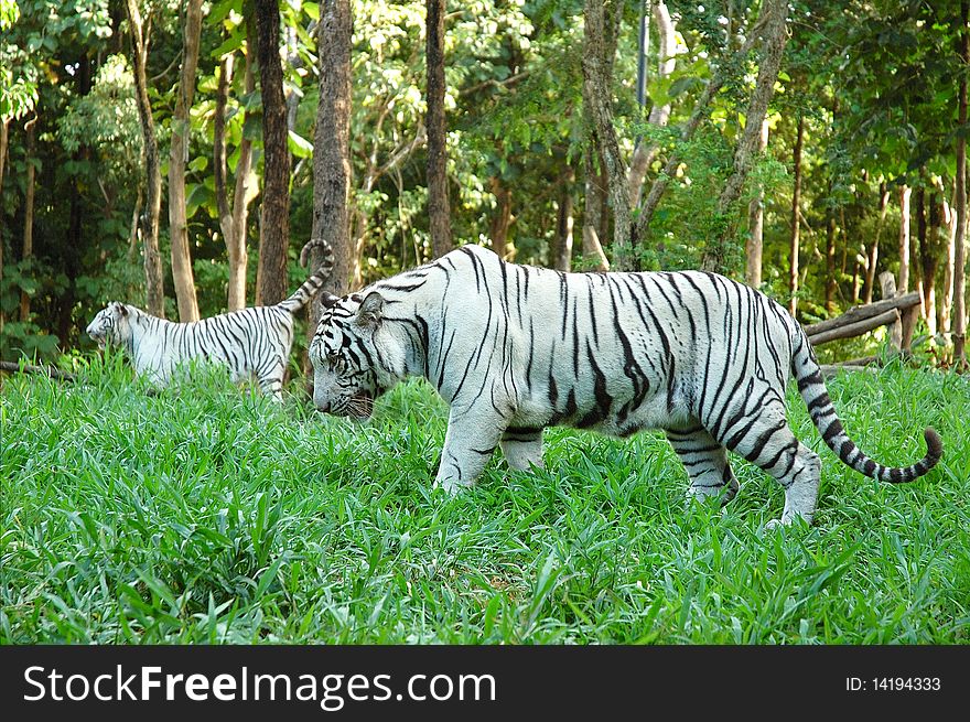 White tiger, chiang mai night safari