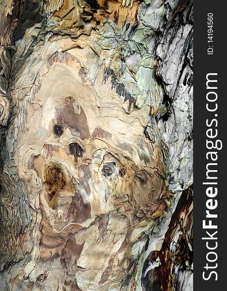 Abstract background of Tree bark