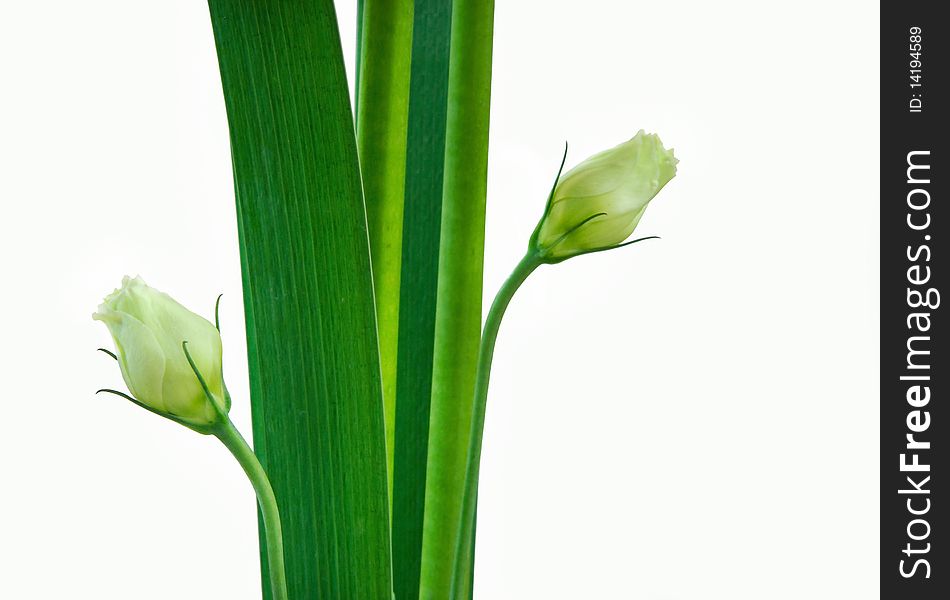 Green roses and leaves in white background