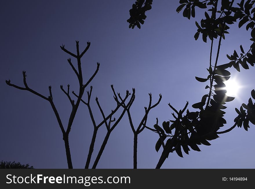 Silhouette of trees with and without leaves, dark blue sky background and sunlight next to the plant