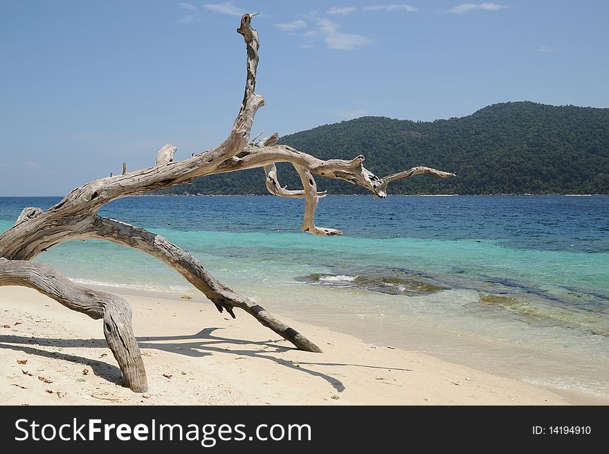 Trees on the beach in Thailand