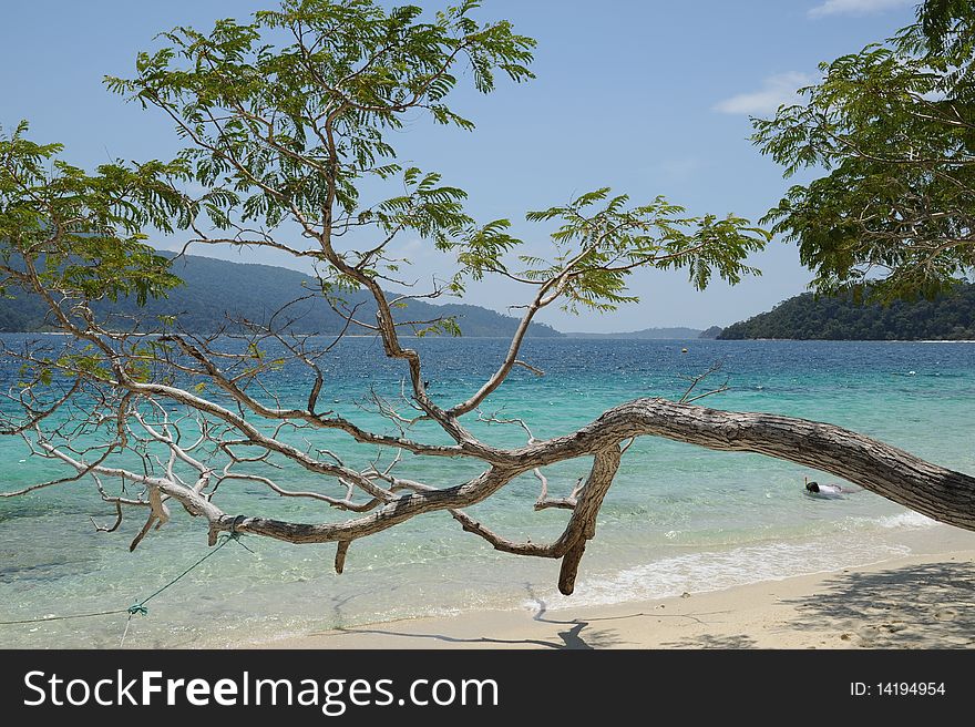 Trees on the beach