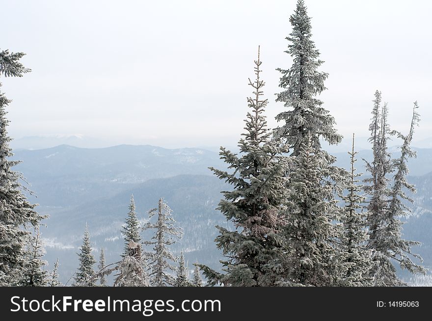 Amazing firs pines over hills in blue haze, Sheregesh, Shoria. Amazing firs pines over hills in blue haze, Sheregesh, Shoria