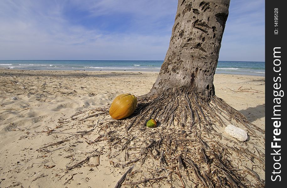 Detail of coconut palm tree and fruit in tropical cuban beach. Detail of coconut palm tree and fruit in tropical cuban beach