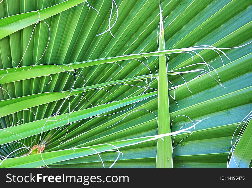 Palm leaves as a background.